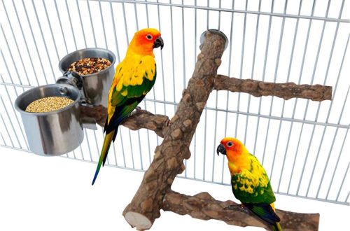 Branch food for parrots
