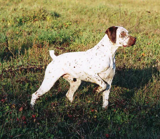 Braque du Bourbonnais