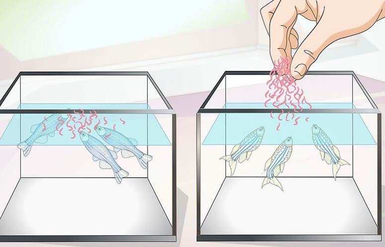 Breeding and reproduction of Danio fish