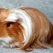 Breeding skinny guinea pigs