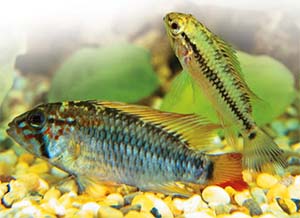 Breeding fish at home