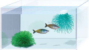 Breeding fish at home