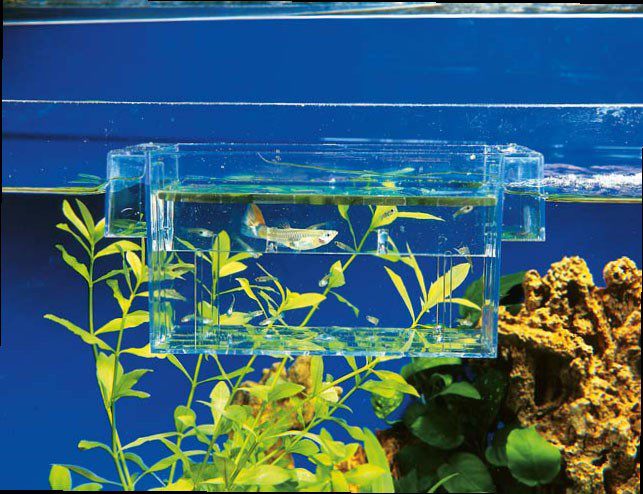 Breeding fish at home