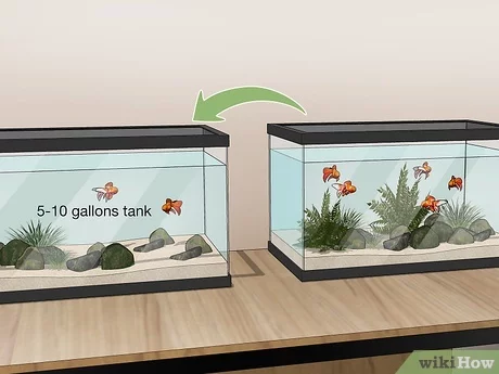 Breeding fish at home