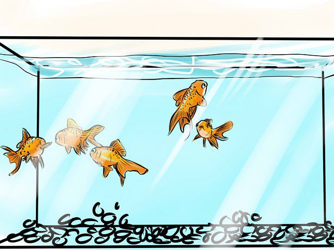 Breeding Goldfish