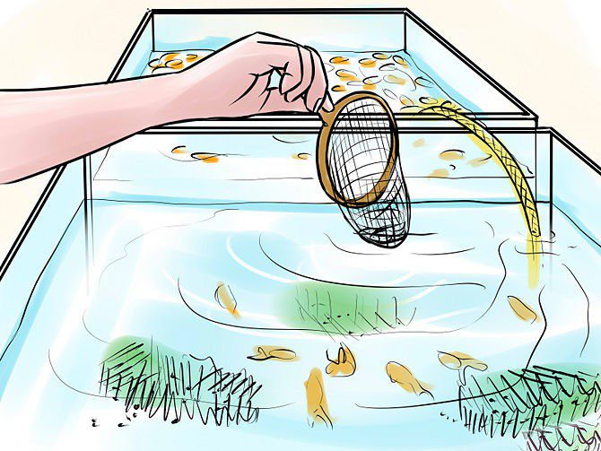 Breeding Goldfish