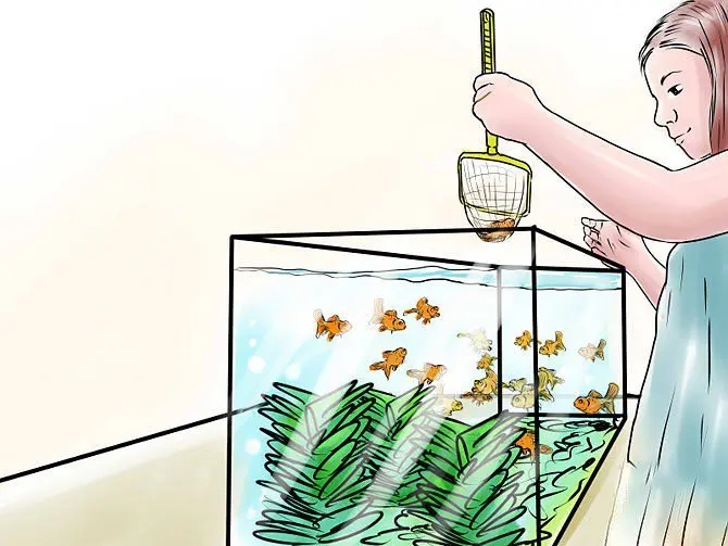 Breeding Goldfish