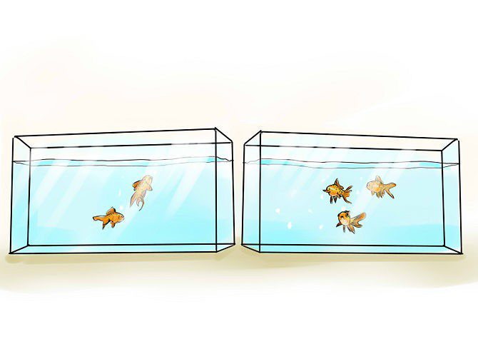 Breeding Goldfish