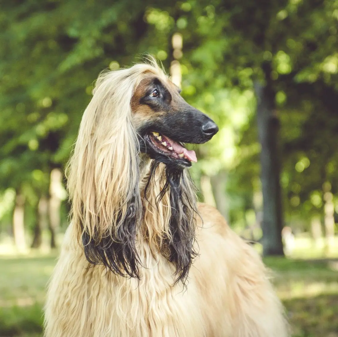 Breeds of long-haired dogs