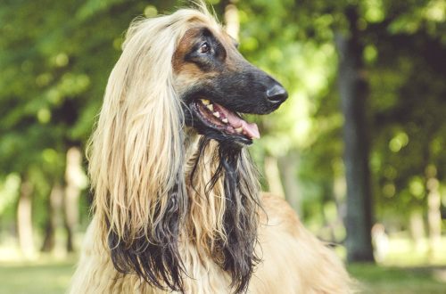 Breeds of long-haired dogs