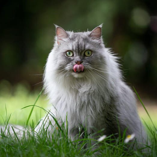 Britanska dugodlaka mačka