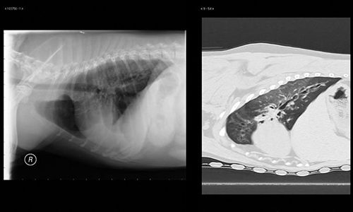 Bronchitis and pneumonia in dogs