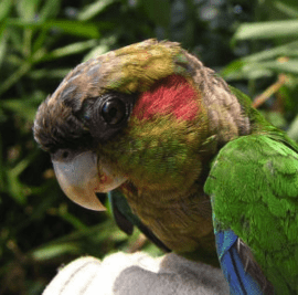 Brown-eared red-tailed parrot