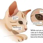 Brown eye discharge in cats