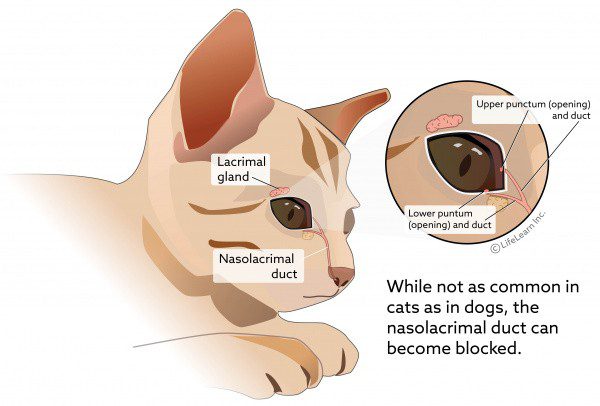 Brown eye discharge in cats