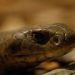 Brown sand snake