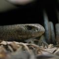 Brown reticulated snake