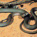 Brown reticulated snake