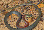 Brown sand snake