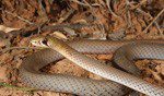 Brown sand snake