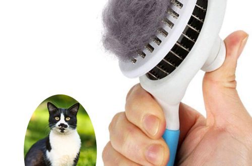 Brushes for combing cats
