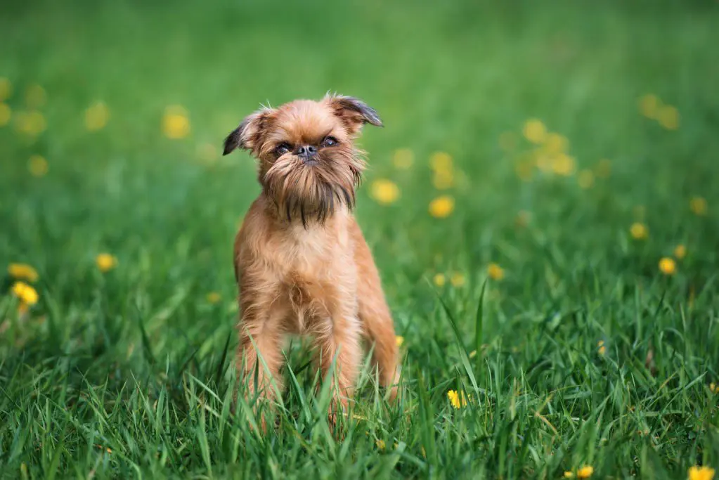 Brussels Griffon