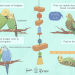 Aviary for parrots