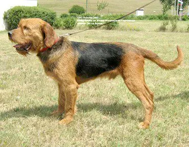 Bulgarian Hound