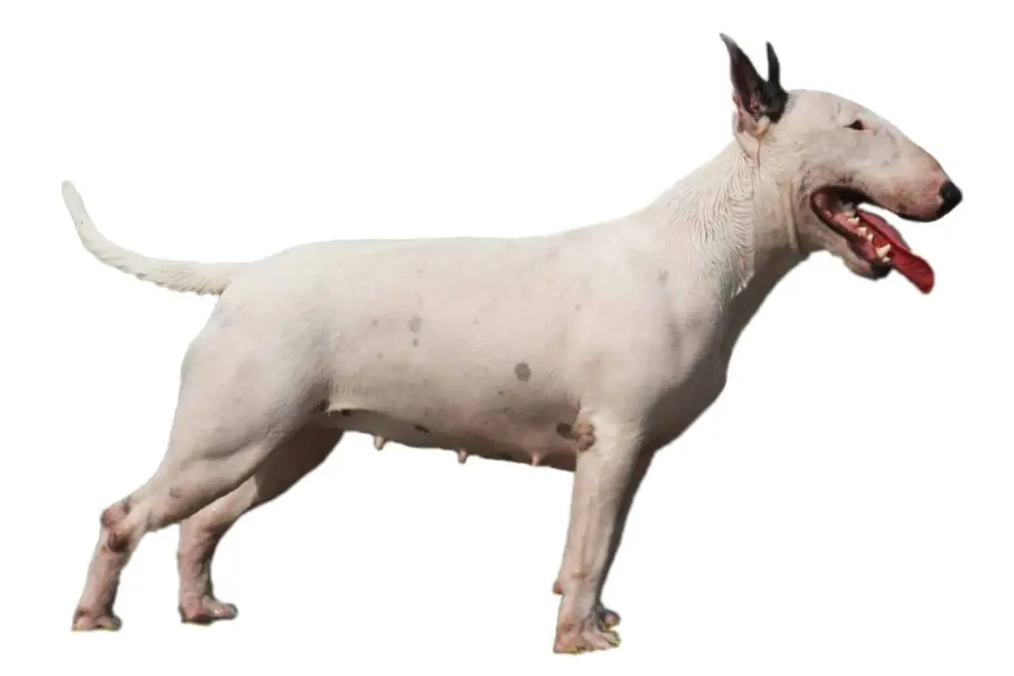 Bull Terrier