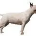 Bull Terrier Miniature