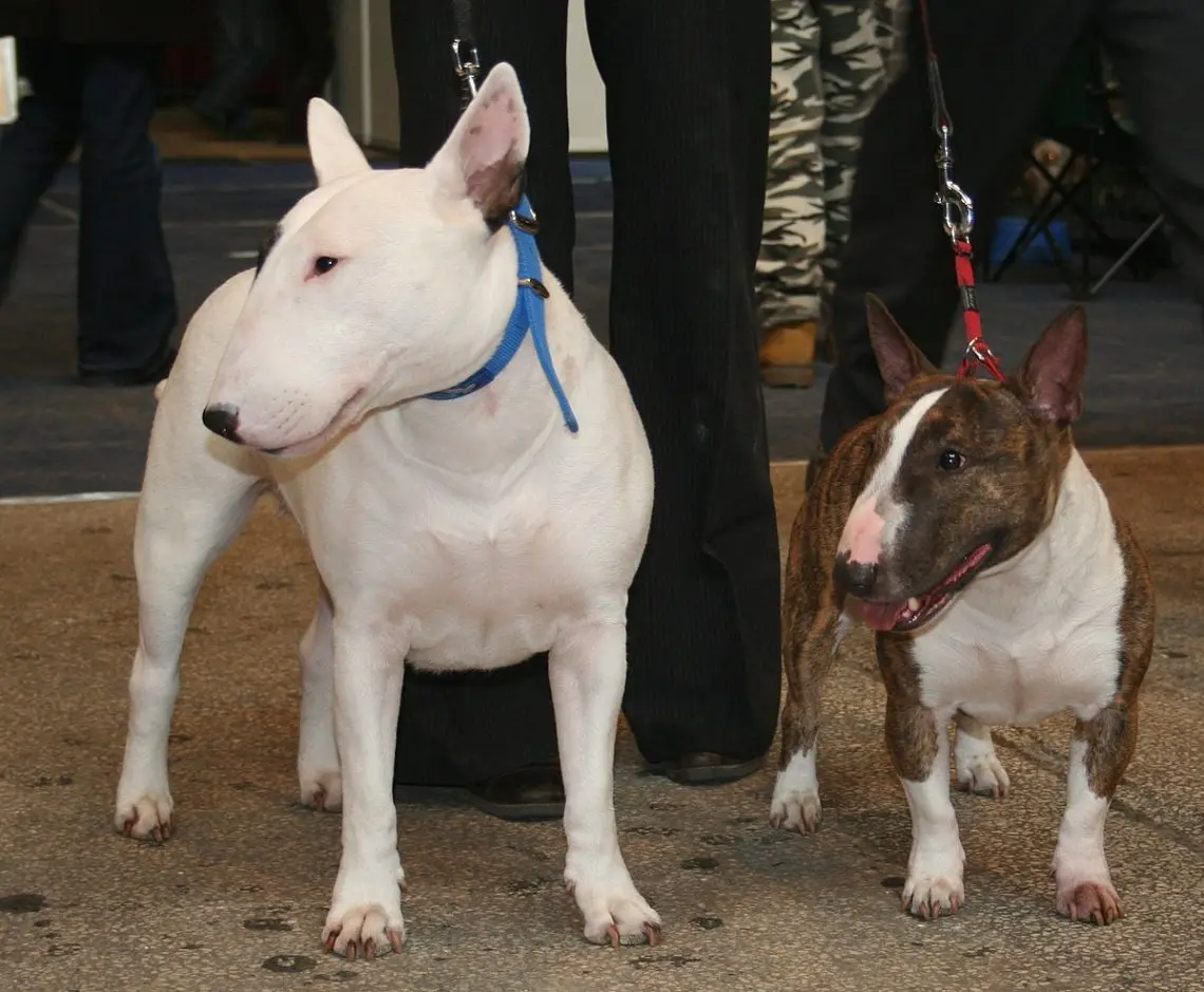 Bull Terrier Miniature