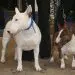 Bull Terrier