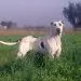 Bucovina Shepherd