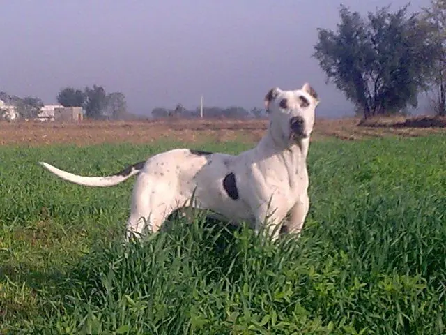 Bully Kutta