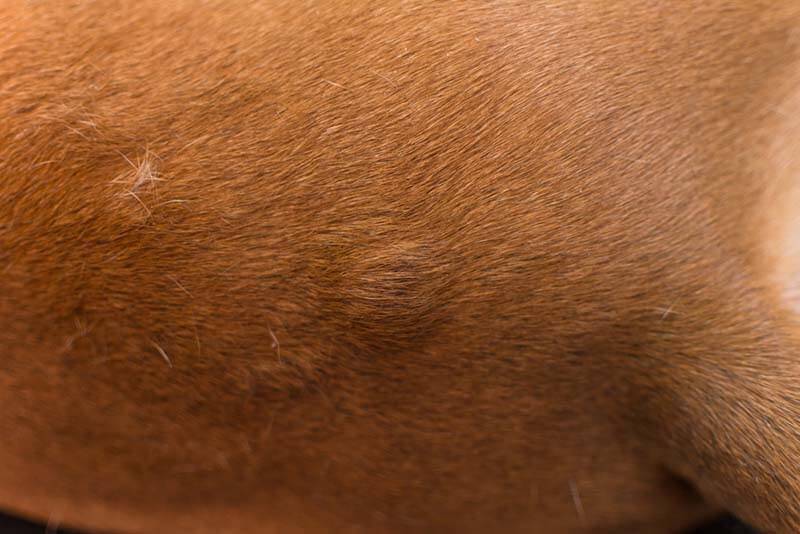 Bumps in a dog on the body under the skin - what is it and how to treat