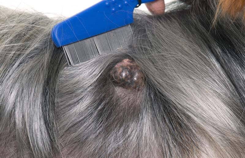 Bumps in a dog on the body under the skin - what is it and how to treat
