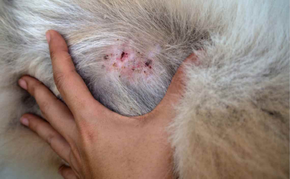 Bumps in a dog on the body under the skin &#8211; what is it and how to treat