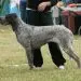 Mongolian Mastiff