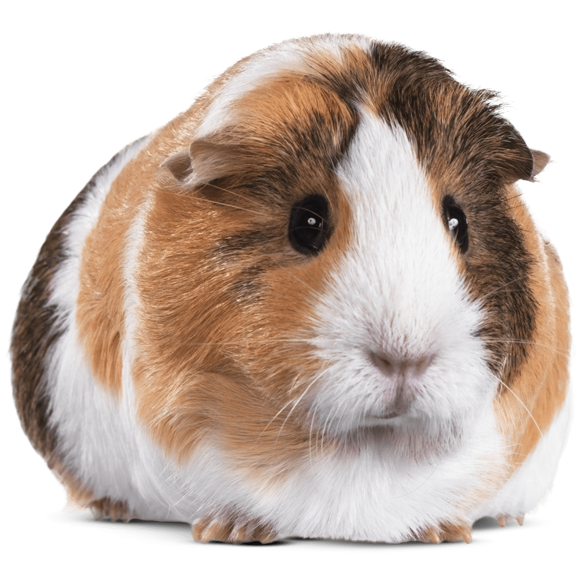 Buying a guinea pig