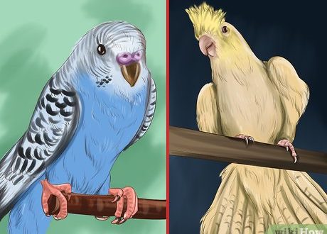 Buying a parrot: which one to choose?