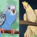aspergillosis in parrots
