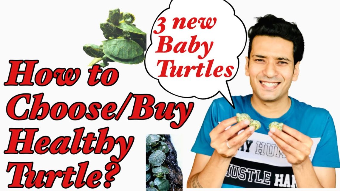 Buying a Turtle, Choosing a Healthy Turtle