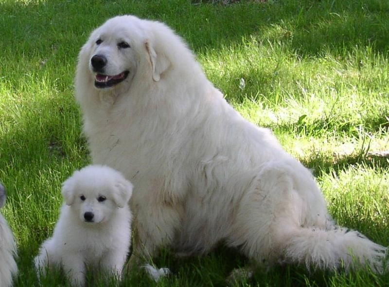 Pyrenean mountain dog with a puppy