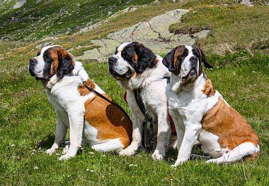 St. Bernard dogs