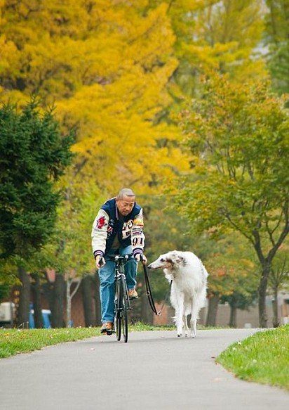 Walking a Russian greyhound on a bicycle