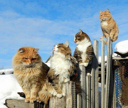 Gang of Siberian cats