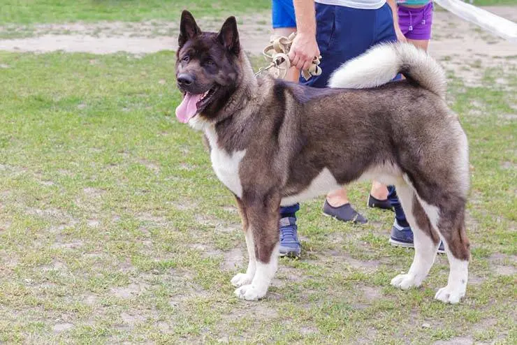 American Akita training is not an easy task.