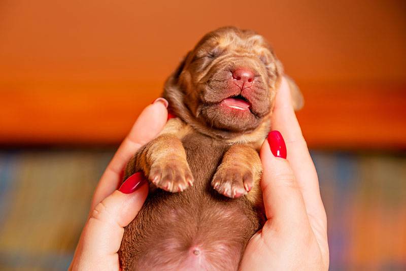 Bloodhound puppy in female hands