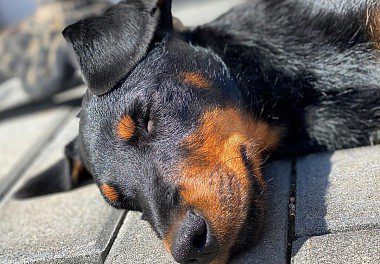 German Jagd Terrier sleeping 