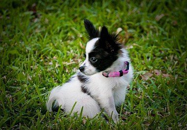 Black and white Papillon puppy